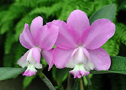 Cattleya